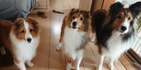 ルナちゃんお耳セットにきました 北海道 札幌 江別