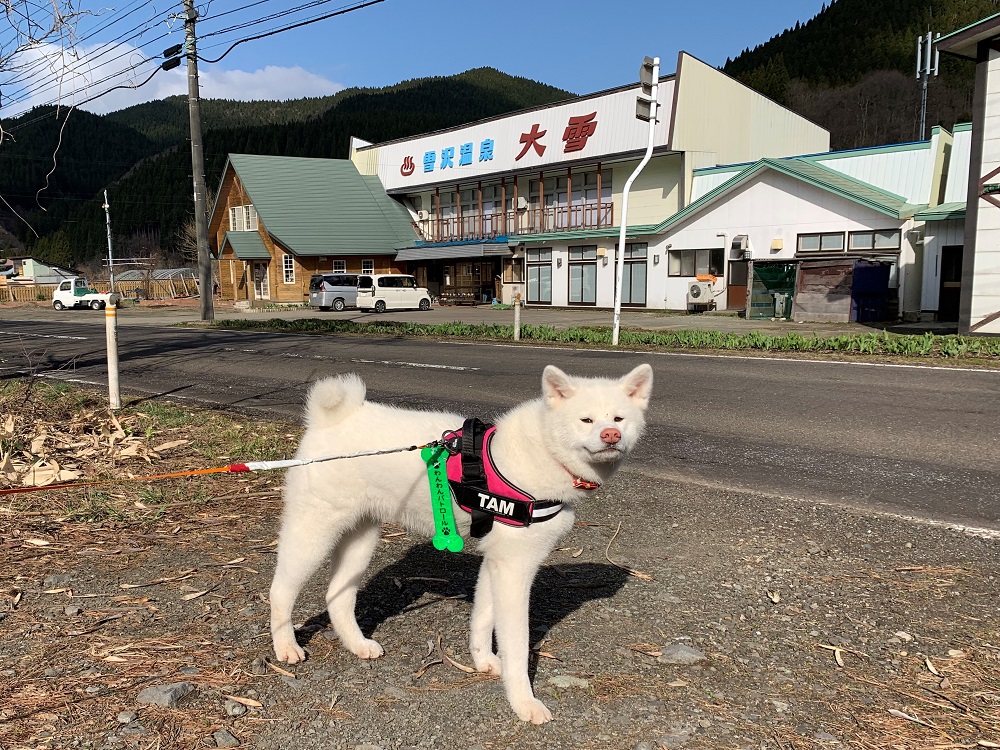 雪沢温泉 大雪を開きます。