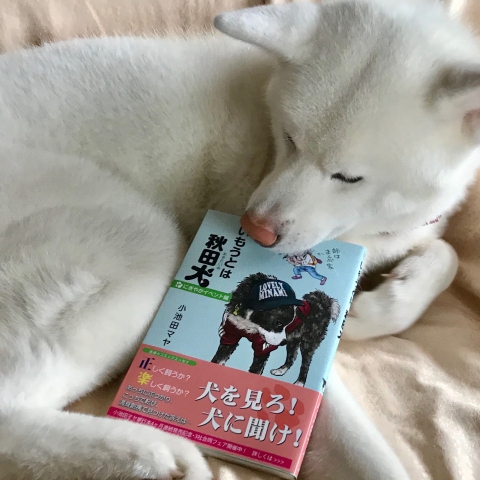 秋田犬の本 ペットと暮らす 北海道