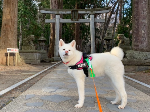 秋田犬ツーリズム