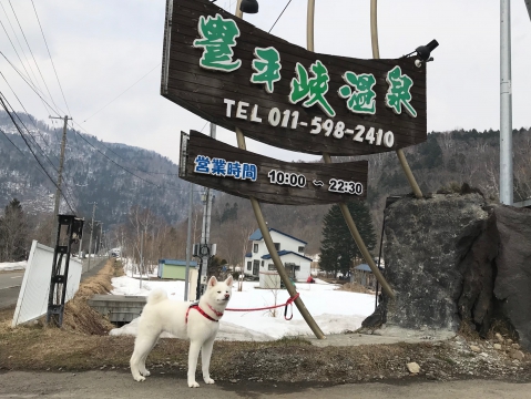 秋田犬TAMと豊平峡温泉