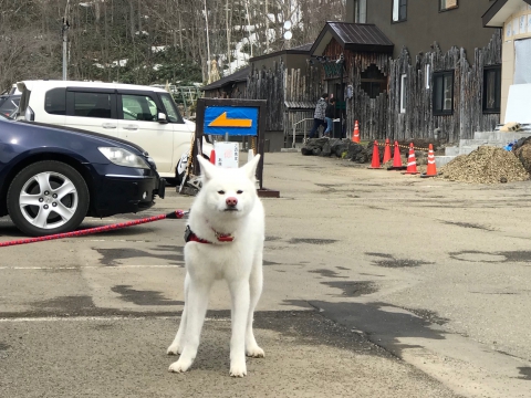 秋田犬TAMと豊平峡温泉