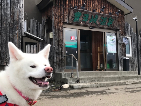 秋田犬TAMと豊平峡温泉