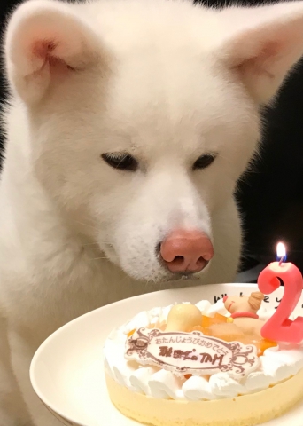 秋田犬のTAM2歳の誕生日