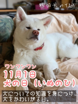 秋田犬のTAM