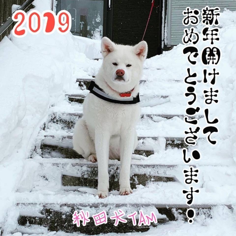 秋田犬のTAM