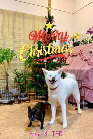 クリスマス2018 ハム＆TAM