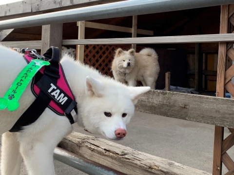 秋田犬ツーリズム