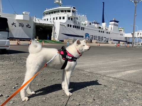 秋田犬ツーリズム