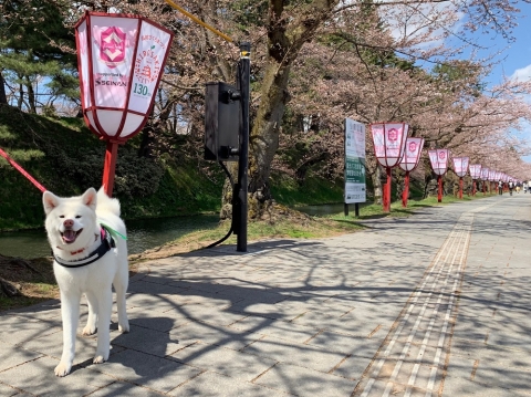 秋田犬ツーリズム