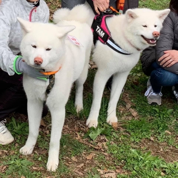 超大型犬の会