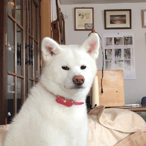 凛とした秋田犬