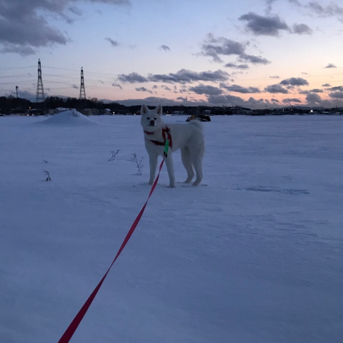 秋田犬と散歩