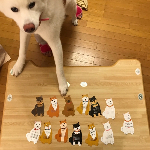 日本犬のカレンダー