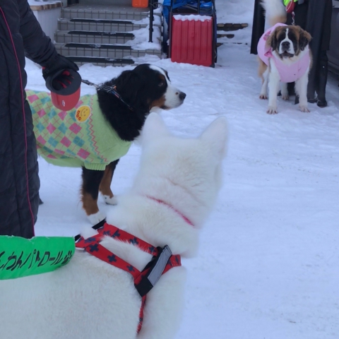 秋田犬TAMと散歩