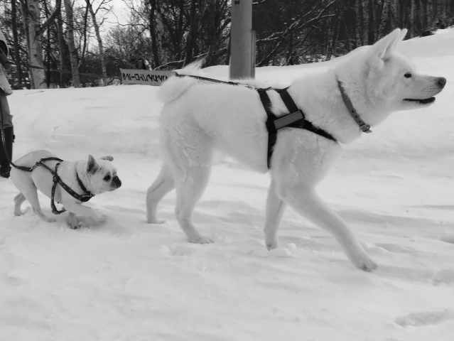 秋田犬とフレンチブルドッグ