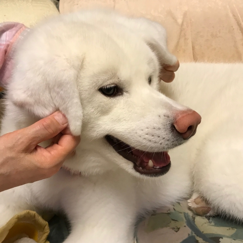 秋田犬とレトリバーの違い