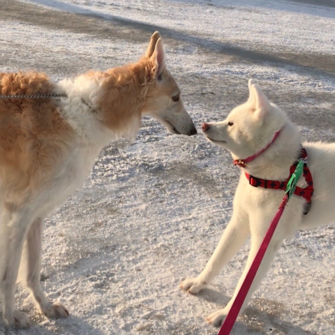 秋田犬とボルゾイ