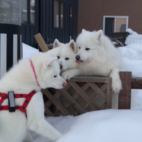 秋田犬とサモエド