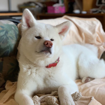 秋田犬 Tam 白 ペットと暮らす 北海道