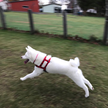 秋田犬のTAM