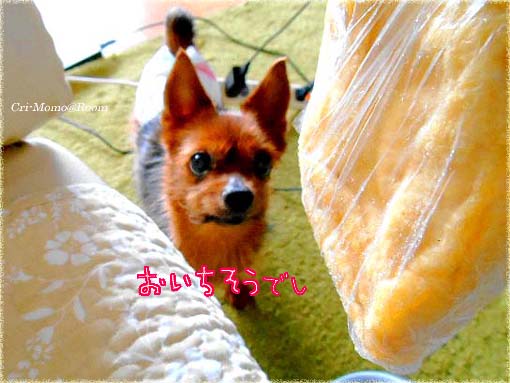 すごいとうふと油揚げ ﾖｰｷｰ くり もも日記 ペットと暮らす 北海道