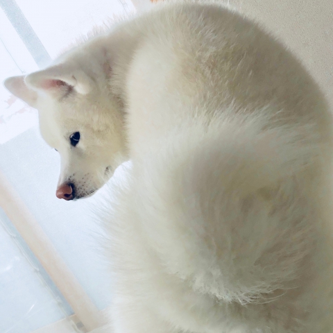 秋田犬TAMの尻尾