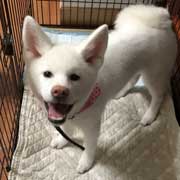 秋田犬TAM ピックアップを開きます。