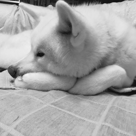 秋田犬の腕枕
