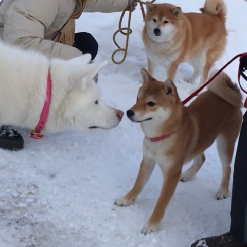 秋田犬と柴犬