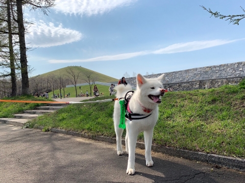 秋田犬のTAM