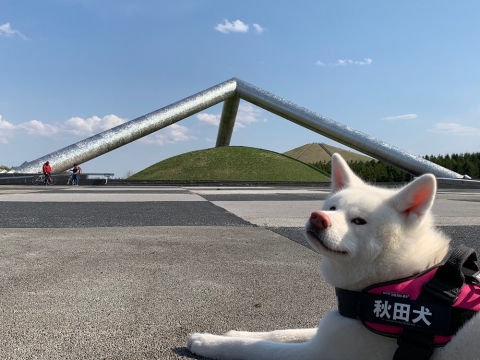 秋田犬のTAM