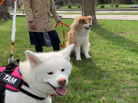 秋田犬のTAM