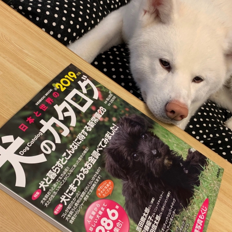 日本と世界の犬のカタログ