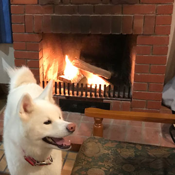 愛犬と泊まれる宿